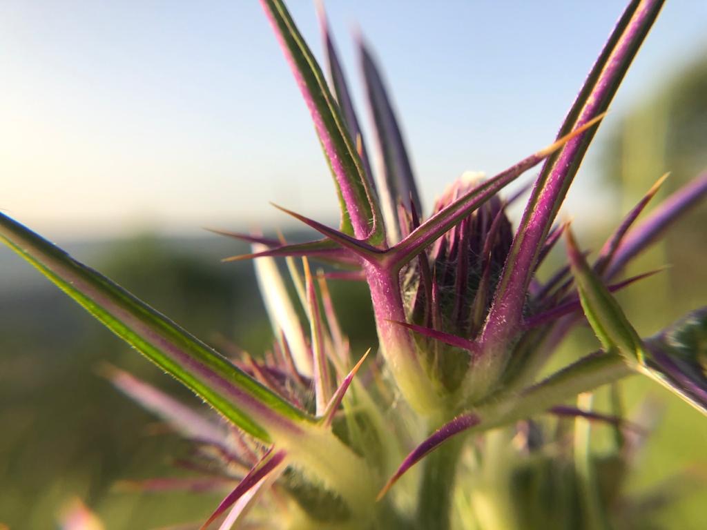 photograph of a thistle from Lebanon