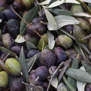 souri olives