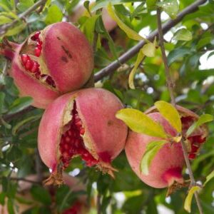 pomegranates growing on a tree