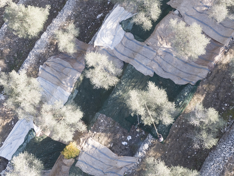 view of olive grove in north Lebanon from a drone
