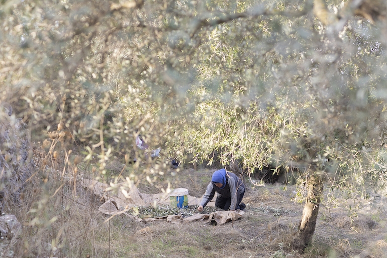 sorting through olives during the harvest