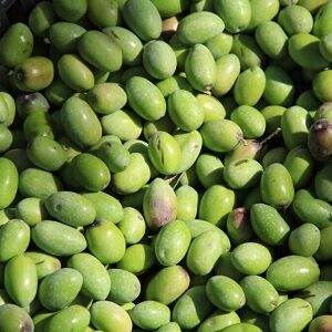 green souri olives 