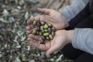 hands holding some olives from the harvest