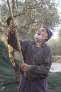 an old man with a stick prodding the tree to harvest olives