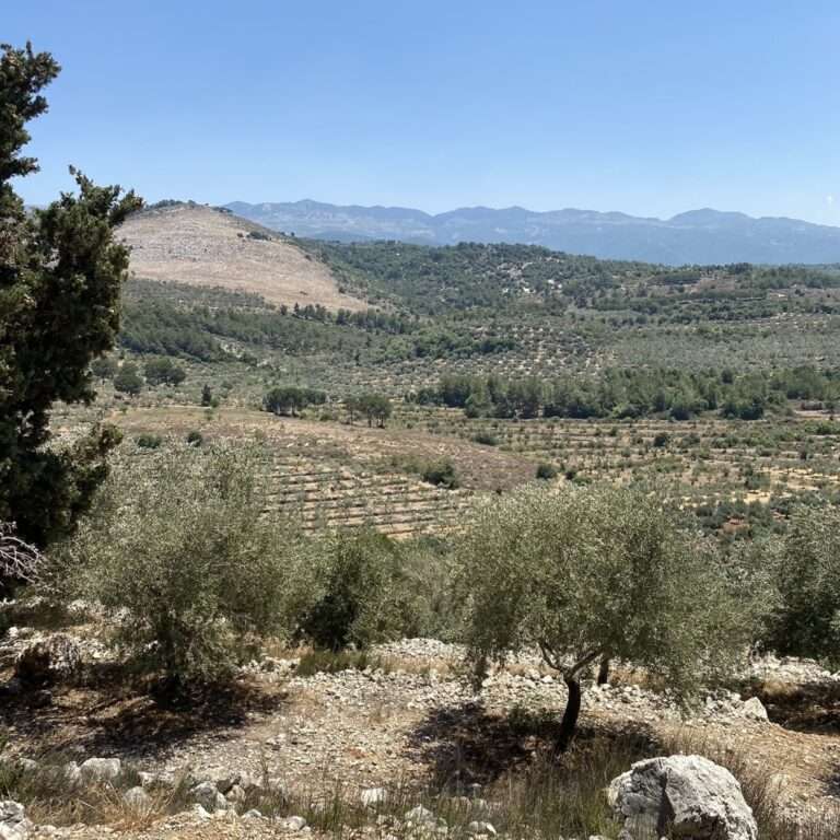 photo of the view of the olive groves in Beino