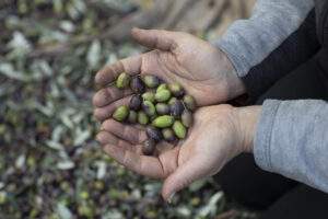 a mixture of souri olives in the hands of a harvester