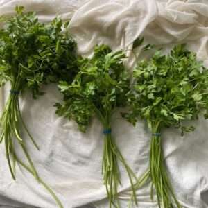 bunches of parsley for tabbouleh