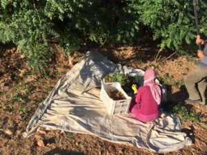 sumac harvest on Bassatin Baanoub's land