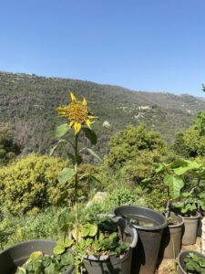 a sunflower on the terraces of bassatin baanoub in spring